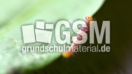 Schmetterlingsraupe (2).jpg